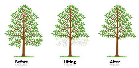 Tree Crown Lifting
